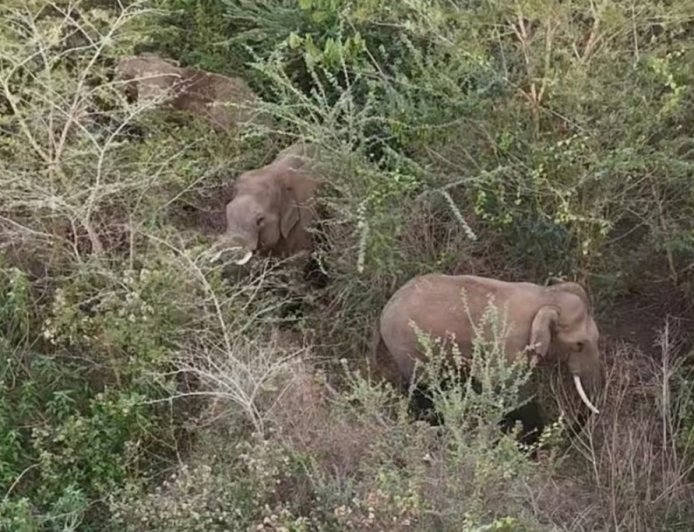 ನಾಳೆ ಕಾಡಾನೆ ಓಡಿಸುವ ಕಾರ್ಯಾಚರಣೆ