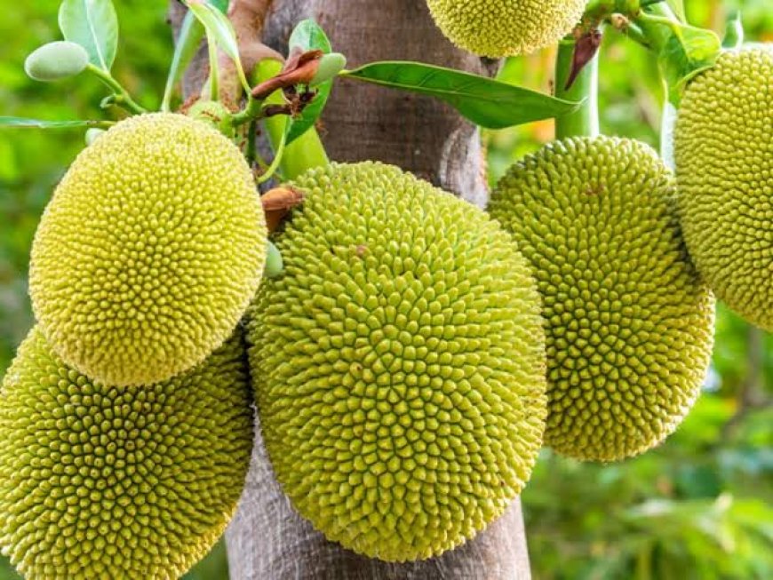 ಕಲ್ಲುಂಗುಂಡಿ;ಚಲಿಸುತ್ತಿದ್ದ ಆಟೋ ಮೇಲೆ ಹಲಸು ಬಿದ್ದು ಗಾಯ