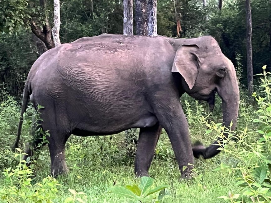ವಿರಾಜಪೇಟೆ;ಮನೆಗೆ ನಡೆದುಕೊಂಡು‌ ಹೋಗುತ್ತಿದ್ದ ವ್ಯಕ್ತಿಯ ಮೇಲೆ ಕಾಡಾನೆ ದಾಳಿ