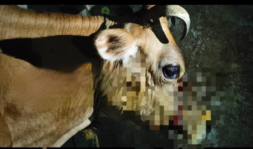 ಸಿದ್ದಾಪುರ:ಹಸುಗಳ ಮೇಲೆ ಚಿರತೆ ದಾಳಿ