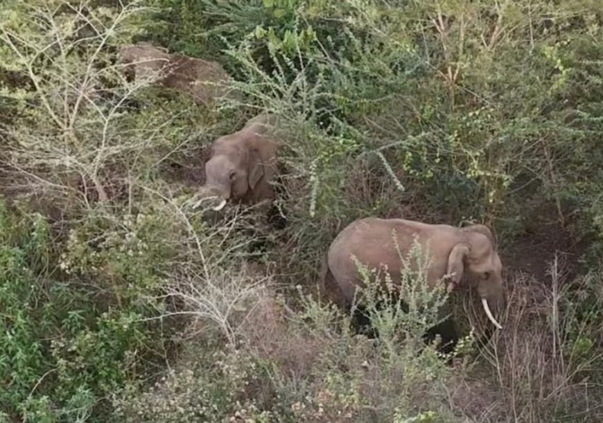 ನಾಳೆ ಕಾಡಾನೆ ಓಡಿಸುವ ಕಾರ್ಯಾಚರಣೆ