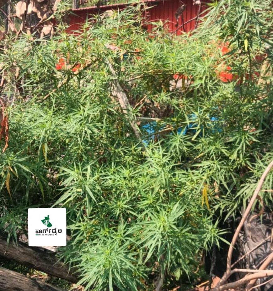 ಮನೆಯ ಹಿತ್ತಲಲ್ಲಿ ಗಾಂಜಾ ಗಿಡ ಬೆಳೆದ,ವ್ಯಕ್ತಿ ಬಂಧನ