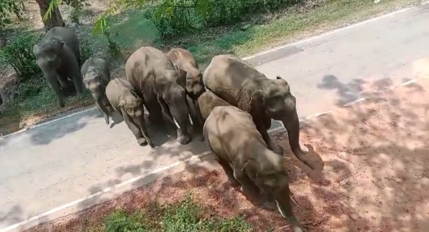 ಕಾಡಾನೆಗಳ ಹಿಂಡನ್ನು ಕಾಡಿಗಟ್ಟಿದ ಅರಣ್ಯ ಇಲಾಖೆ