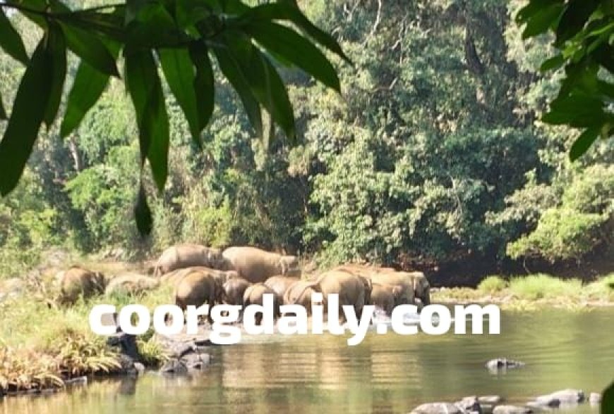 ಕಾವೇರಿ ದಾಟಿದ ಕಾಡಾನೆಗಳ ಹಿಂಡು: ಗುಹ್ಯ ಗ್ರಾಮ ಕಾಫಿ ತೋಟಗಳಲ್ಲಿ ಅಟ್ಟಹಾಸ