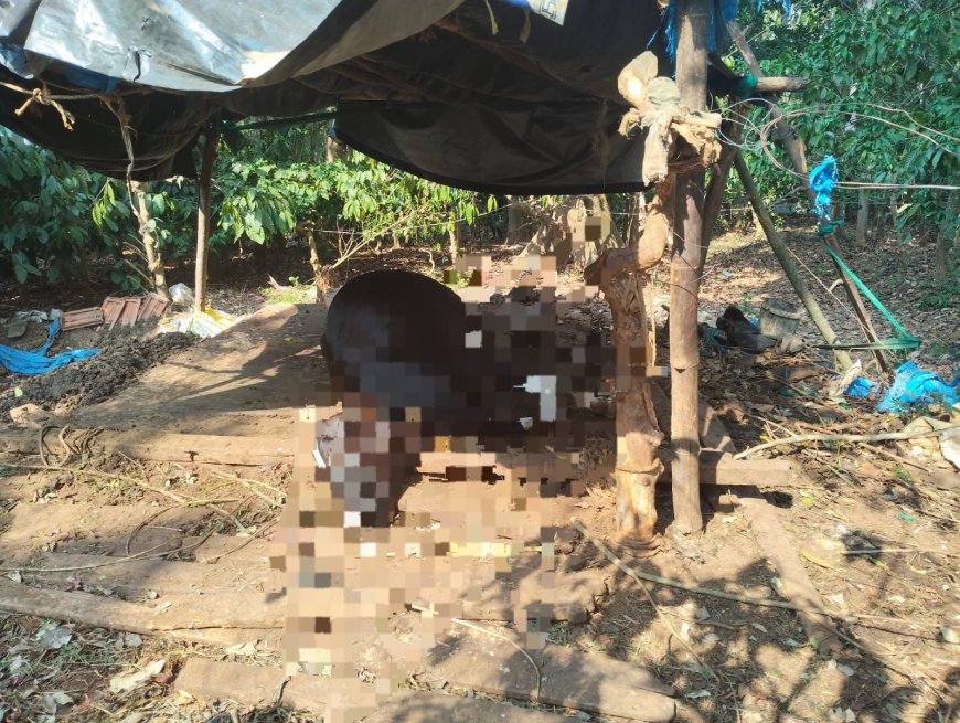 ಕಾಡಾನೆ ದಾಳಿಗೆ ಹಸು ಬಲಿ