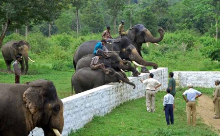 ದುಬಾರೆ;ಪ್ರವಾಸಿ ಮಹಿಳೆಯ ಮೇಲೆ ಸಾಕಾನೆ ಬಿದ್ದು ಮಹಿಳೆ ದುರ್ಮರಣ
