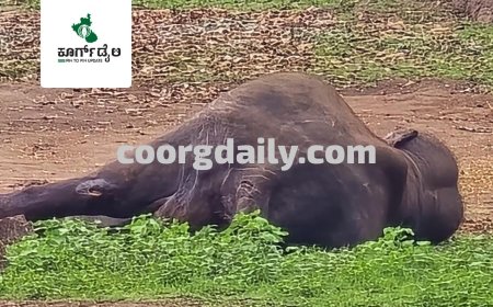 ದುಬಾರೆ;ಆನೆಗಳ‌ ಕಾದಾಟದಲ್ಲಿ ಗಾಯಗೊಂಡಿದ್ದ ಆನೆ ಸಾವು