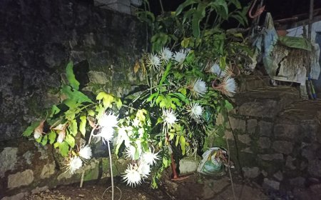 ಸಮಾಜ ಸೇವಕ ಮೂಕೊಂಡ ವಿಜು ಸುಬ್ರಮಣಿ ಅವರ ಮನೆಯಲ್ಲಿ ಅರಳಿದ ಬ್ರಹ್ಮ ಕಮಲ