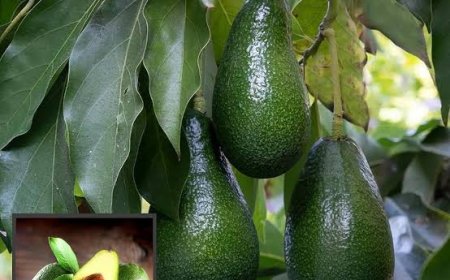 ಪಾಲಿಬೆಟ್ಟ;ಬಟರ್ ಫ್ರೂಟ್ ಕಳ್ಳತನಕ್ಕೆ ಯತ್ನ