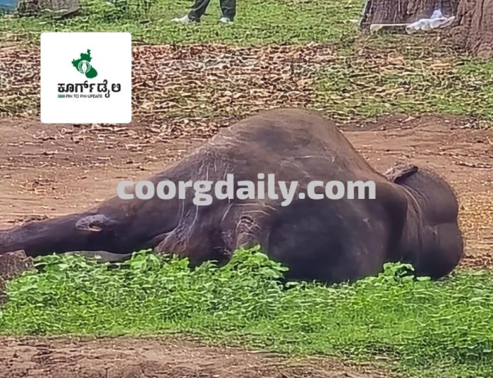 ದುಬಾರೆ;ಆನೆಗಳ‌ ಕಾದಾಟದಲ್ಲಿ ಗಾಯಗೊಂಡಿದ್ದ ಆನೆ ಸಾವು