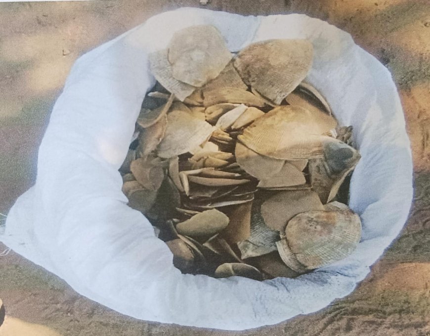 ಅಕ್ರಮ ಚಿಪ್ಪು ಹಂದಿಯ ಚಿಪ್ಪು ಪತ್ತೆ; ಕಾರು ಸಮೇತ ಮೂವರ ಬಂಧನ