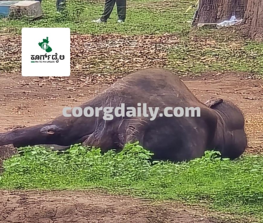 ದುಬಾರೆ;ಆನೆಗಳ‌ ಕಾದಾಟದಲ್ಲಿ ಗಾಯಗೊಂಡಿದ್ದ ಆನೆ ಸಾವು