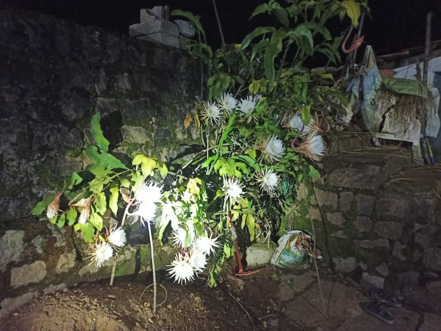 ಸಮಾಜ ಸೇವಕ ಮೂಕೊಂಡ ವಿಜು ಸುಬ್ರಮಣಿ ಅವರ ಮನೆಯಲ್ಲಿ ಅರಳಿದ ಬ್ರಹ್ಮ ಕಮಲ
