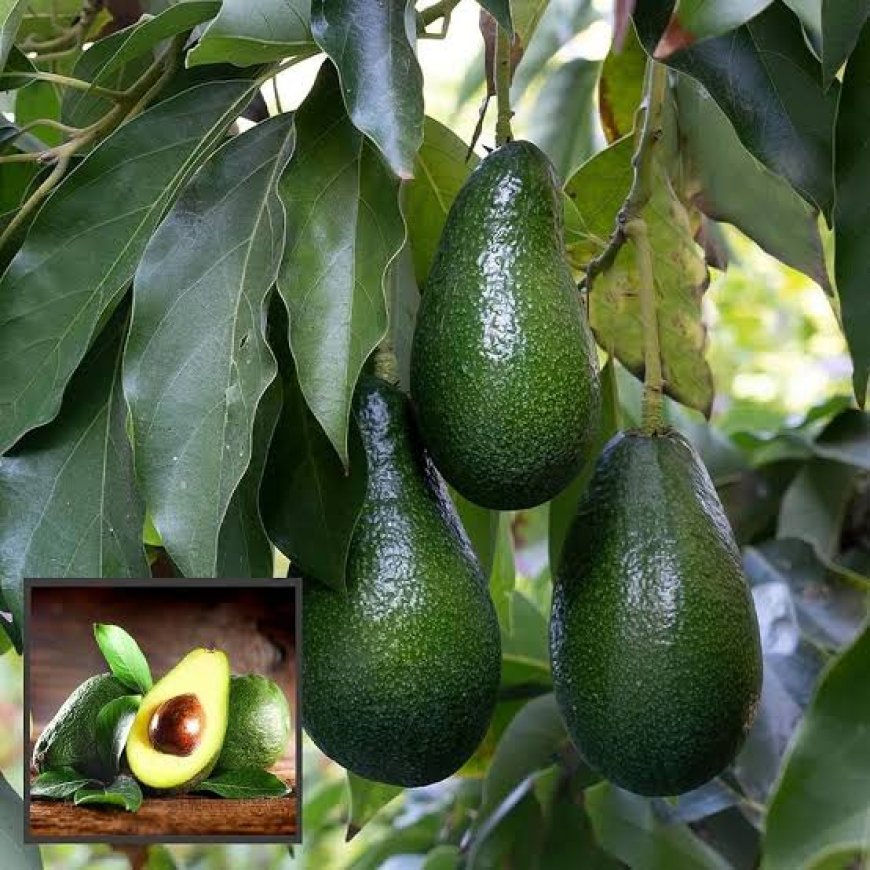 ಪಾಲಿಬೆಟ್ಟ;ಬಟರ್ ಫ್ರೂಟ್ ಕಳ್ಳತನಕ್ಕೆ ಯತ್ನ