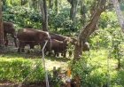 ಮಾಲ್ದಾರೆ ವ್ಯಾಪ್ತಿಯಲ್ಲಿ ಕಾಡಾನೆ ಕಾರ್ಯಾಚರಣೆ