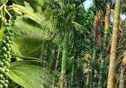 ಹವಾಮಾನ ಆಧಾರಿತ ಬೆಳೆ ವಿಮಾ ಯೋಜನೆ ನೋಂದಣಿಗೆ ಮನವಿ