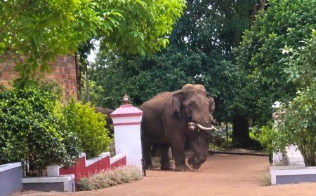 ಮನೆ ಅಂಗಳದಲ್ಲಿ ಒಂಟಿ ಸಲಗ,ಗ್ರಾಮಸ್ಥರಲ್ಲಿ ಆತಂಕ
