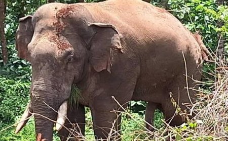 ಚೆನ್ನಯ್ಯನಕೋಟೆ: ಕಾಡಾನೆ ದಾಳಿಗೆ ಯತ್ನ,ಭಯದಿಂದ ಓಡುವ ವೇಳೆ ವ್ಯಕ್ತಿ ಬಿದ್ದು ಗಾಯ