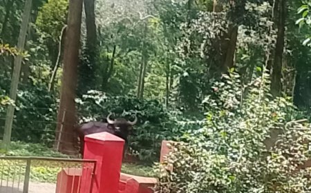 ಶಾಲೆಯ ಮುಂಭಾಗ ಕಾಡುಕೋಣ ಪ್ರತ್ಯಕ್ಷ :ವಿದ್ಯಾರ್ಥಿಗಳಲ್ಲಿ ಆತಂಕ