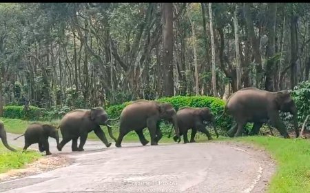 ಕಾಫಿ ತೋಟಗಳಲ್ಲಿ ಬೀಡುಬಿಟ್ಟಿದ್ದ 27ಕ್ಕೂ ಹೆಚ್ಚು ಕಾಡಾನೆಗಳನ್ನು ಕಾಡಿಗಟ್ಟಿದ ಅರಣ್ಯ ಇಲಾಖೆ