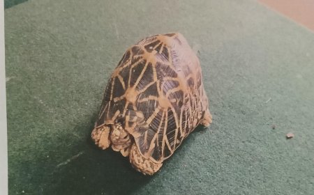 ಮಡಿಕೇರಿ: ನಕ್ಷತ್ರ ಆಮೆ ಕಳ್ಳಸಾಗಣೆ,ಇಬ್ಬರ ಬಂಧನ