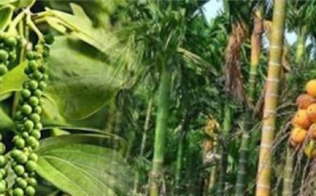 ಹವಾಮಾನ ಆಧಾರಿತ ಬೆಳೆ ವಿಮಾ ಯೋಜನೆ ನೋಂದಣಿಗೆ ಮನವಿ
