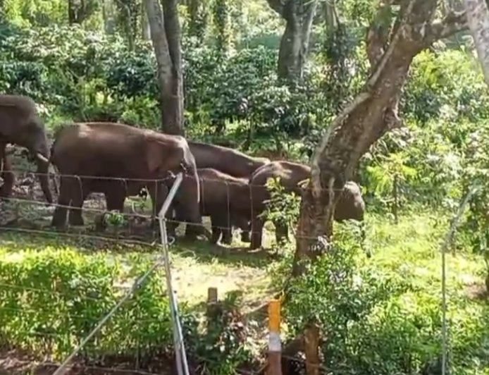 ಮಾಲ್ದಾರೆ ವ್ಯಾಪ್ತಿಯಲ್ಲಿ ಕಾಡಾನೆ ಕಾರ್ಯಾಚರಣೆ