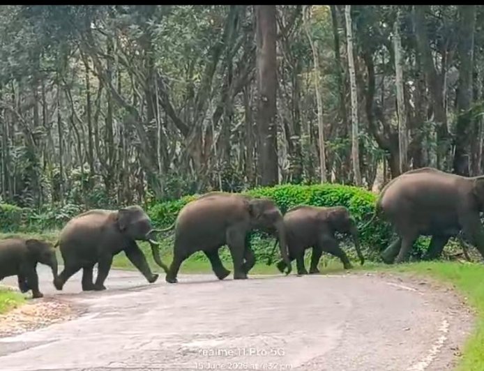 ಕಾಫಿ ತೋಟಗಳಲ್ಲಿ ಬೀಡುಬಿಟ್ಟಿದ್ದ 27ಕ್ಕೂ ಹೆಚ್ಚು ಕಾಡಾನೆಗಳನ್ನು ಕಾಡಿಗಟ್ಟಿದ ಅರಣ್ಯ ಇಲಾಖೆ