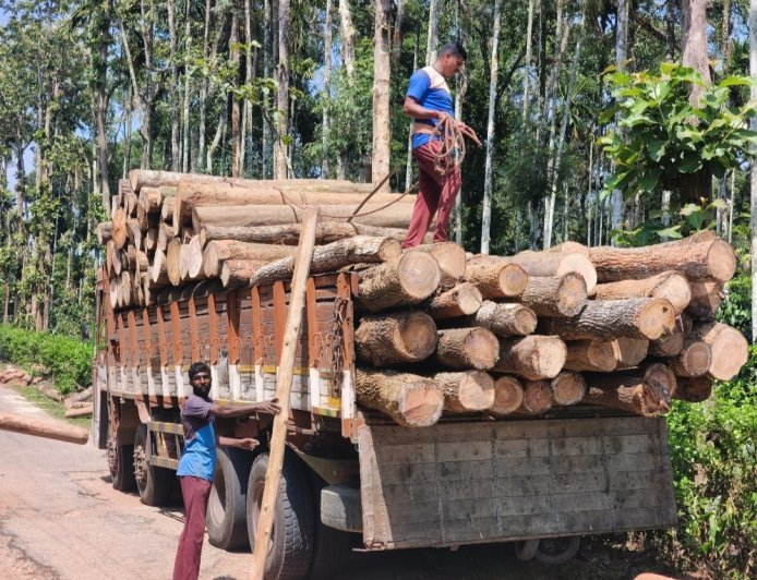 ಕೊಡಗು ಜಿಲ್ಲೆಯಲ್ಲಿ ಜೂನ್ 30ರವರೆಗೆ ಮರ ದಿಮ್ಮಿಗಳ ಸಾಗಾಟಕ್ಕೆ ಅವಕಾಶ