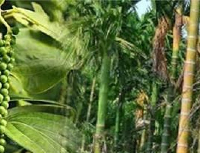 ಹವಾಮಾನ ಆಧಾರಿತ ಬೆಳೆ ವಿಮಾ ಯೋಜನೆ ನೋಂದಣಿಗೆ ಮನವಿ