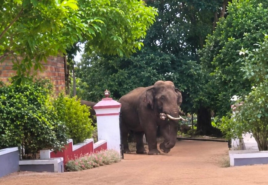 ಮನೆ ಅಂಗಳದಲ್ಲಿ ಒಂಟಿ ಸಲಗ,ಗ್ರಾಮಸ್ಥರಲ್ಲಿ ಆತಂಕ