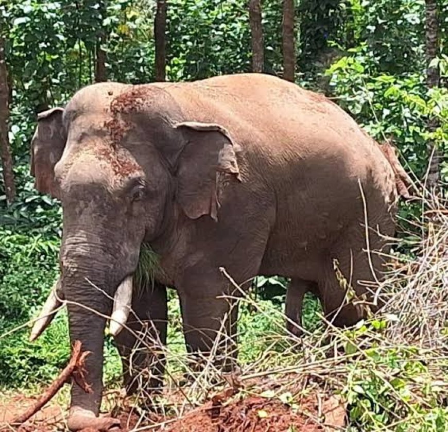 ಚೆನ್ನಯ್ಯನಕೋಟೆ: ಕಾಡಾನೆ ದಾಳಿಗೆ ಯತ್ನ,ಭಯದಿಂದ ಓಡುವ ವೇಳೆ ವ್ಯಕ್ತಿ ಬಿದ್ದು ಗಾಯ