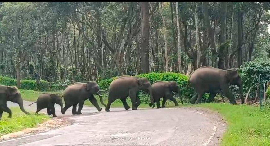 ಕಾಫಿ ತೋಟಗಳಲ್ಲಿ ಬೀಡುಬಿಟ್ಟಿದ್ದ 27ಕ್ಕೂ ಹೆಚ್ಚು ಕಾಡಾನೆಗಳನ್ನು ಕಾಡಿಗಟ್ಟಿದ ಅರಣ್ಯ ಇಲಾಖೆ