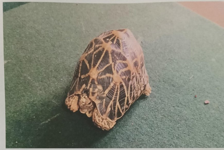 ಮಡಿಕೇರಿ: ನಕ್ಷತ್ರ ಆಮೆ ಕಳ್ಳಸಾಗಣೆ,ಇಬ್ಬರ ಬಂಧನ