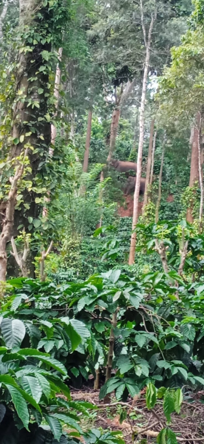 ಪಳ್ಳಕೆರೆಯಲ್ಲಿ ಕಾಡಾನೆ ಹಾವಳಿ: ಕ್ರಮ ಕೈಗೊಳ್ಳದ ಅರಣ್ಯ ಇಲಾಖೆ ವಿರುದ್ಧ ಕಾರ್ಮಿಕರ ಆಕ್ರೋಶ