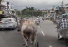 ಕುಶಾಲನಗರ:ಹೆದ್ದಾರಿಯಲ್ಲಿ ದನಗಳ ಸಂಚಾರ