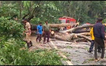 ರಾಷ್ಟ್ರೀಯ ಹೆದ್ದಾರಿ ಮೇಲೆ ಬೃಹತ್ ಮರ ಬಿದ್ದು ಅಸ್ತವ್ಯಸ್ತಗೊಂಡ ವಾಹನ ಸಂಚಾರ