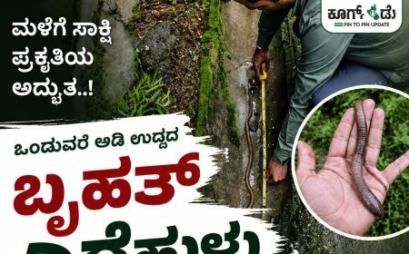 ಸೋಮವಾರಪೇಟೆ: ಒಂದುವರೆ ಅಡಿ ಉದ್ದದ ಬೃಹತ್ ಎರೆಹುಳು