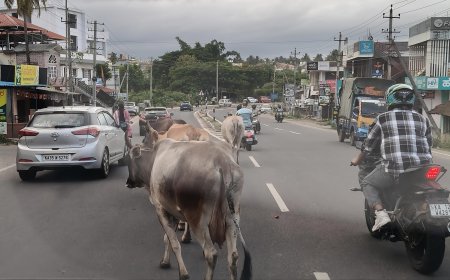 ಕುಶಾಲನಗರ:ಹೆದ್ದಾರಿಯಲ್ಲಿ ದನಗಳ ಸಂಚಾರ