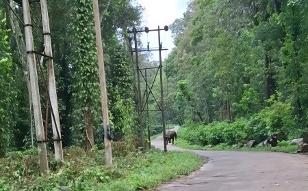 ಕಾಡಾನೆಗಳನ್ನು ಕಾಡಿಗಟ್ಟುವ ಕಾರ್ಯಾಚರಣೆ ಮಳೆಯಿಂದ ಹಿನ್ನಡೆ
