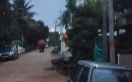 ಬೆಳ್ಳಂ ಬೆಳಿಗ್ಗೆ ಸ್ಕೂಲ್ ಬಾಣೆಯಲ್ಲಿ ಕಾಡಾನೆ ವಾಕಿಂಗ್: ಒಂಟಿ ಸಲಗದಿಂದ ಗ್ರಾಮಸ್ಥರಲ್ಲಿ ಆತಂಕ