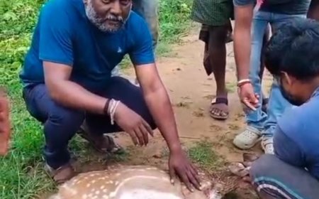ಕುಶಾಲನಗರ:ಅಪಘಾತದಲ್ಲಿ ಗಾಯಗೊಂಡ ಜಿಂಕೆಯ ರಕ್ಷಣೆ