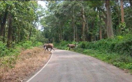 ಕಾಫಿ ತೋಟದಲ್ಲಿದ್ದ 5 ಕಾಡಾನೆಗಳನ್ನು ಕಾಡಿಗೆ ಹಿಮ್ಮೆಟ್ಟಿಸಿದ ಅರಣ್ಯ ಇಲಾಖೆ