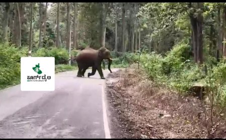 ಕಾಡಾನೆಗಳನ್ನು ಕಾಡಿಗಟ್ಟುವ ಕಾರ್ಯಾಚರಣೆ ಯಶಸ್ವಿ