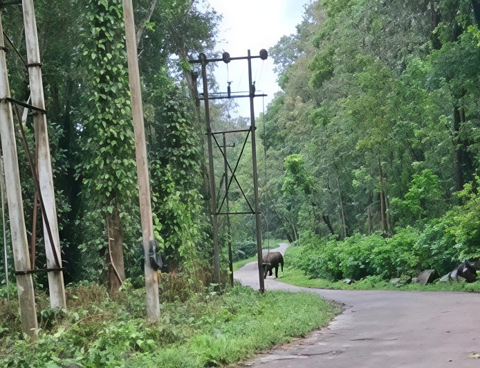 ಕಾಡಾನೆಗಳನ್ನು ಕಾಡಿಗಟ್ಟುವ ಕಾರ್ಯಾಚರಣೆ ಮಳೆಯಿಂದ ಹಿನ್ನಡೆ