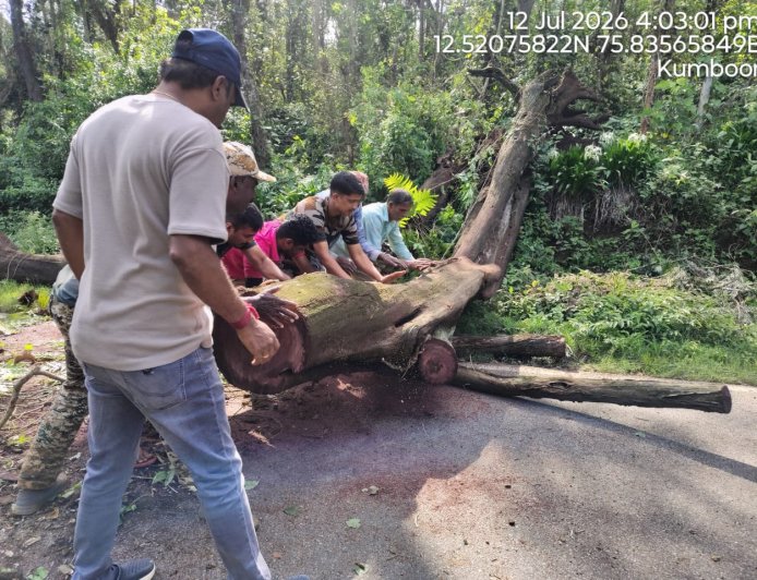 ಸೋಮವಾರಪೇಟೆ-ಮಡಿಕೇರಿ ರಸ್ತೆಯಲ್ಲಿ ಬೃಹತ್ ಬೀಟೆ ಮರ ಬಿದ್ದು ಸಂಚಾರಕ್ಕೆ ಅಡಚಣೆ