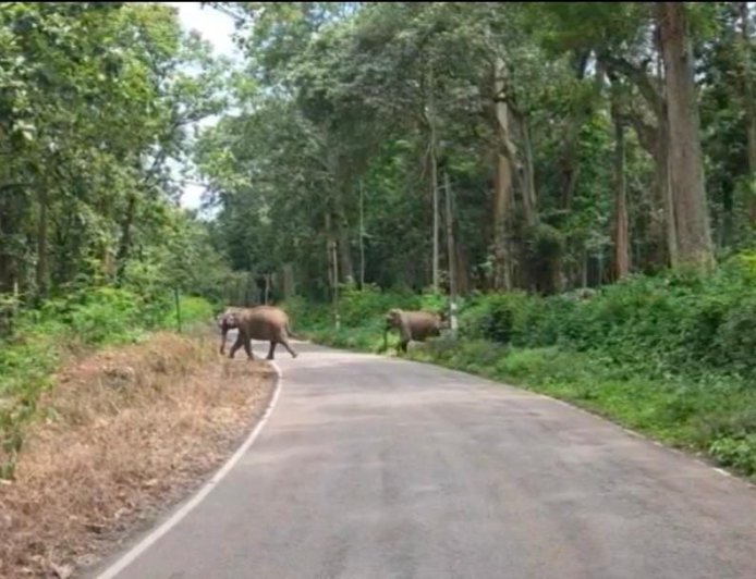 ಕಾಫಿ ತೋಟದಲ್ಲಿದ್ದ 5 ಕಾಡಾನೆಗಳನ್ನು ಕಾಡಿಗೆ ಹಿಮ್ಮೆಟ್ಟಿಸಿದ ಅರಣ್ಯ ಇಲಾಖೆ