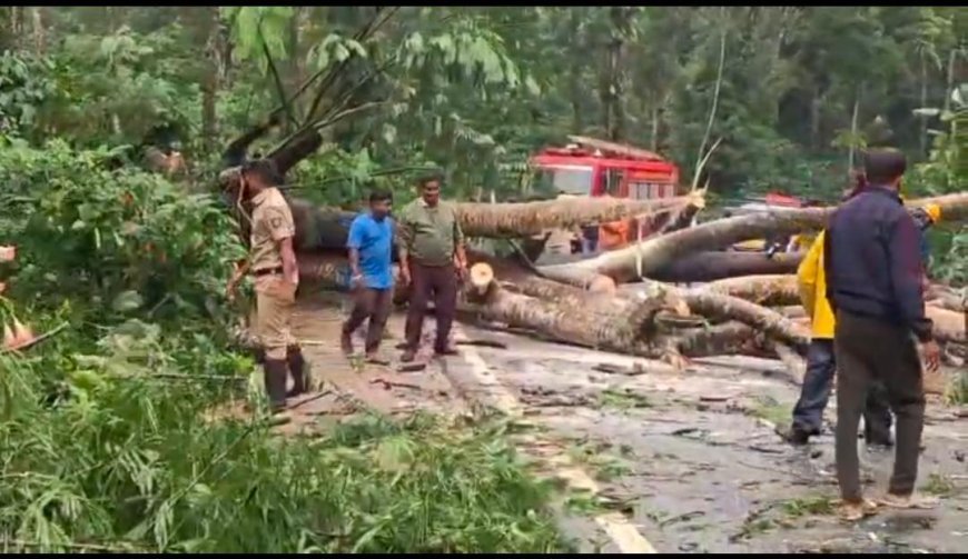 ರಾಷ್ಟ್ರೀಯ ಹೆದ್ದಾರಿ ಮೇಲೆ ಬೃಹತ್ ಮರ ಬಿದ್ದು ಅಸ್ತವ್ಯಸ್ತಗೊಂಡ ವಾಹನ ಸಂಚಾರ
