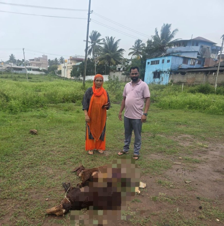 ಕುಶಾಲನಗರ: ಬೀದಿ ನಾಯಿಗಳ ದಾಳಿಗೆ ಎರಡು ಕುರಿ ಬಲಿ