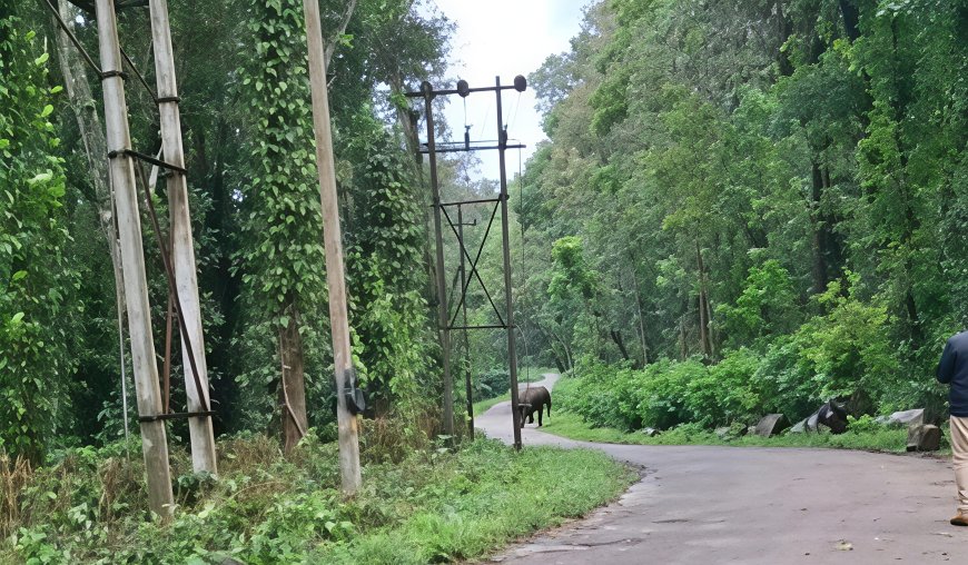 ಕಾಡಾನೆಗಳನ್ನು ಕಾಡಿಗಟ್ಟುವ ಕಾರ್ಯಾಚರಣೆ ಮಳೆಯಿಂದ ಹಿನ್ನಡೆ